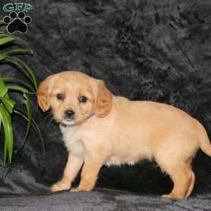 Chilly, Miniature Golden Retriever Puppy