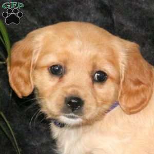 Chilly, Miniature Golden Retriever Puppy