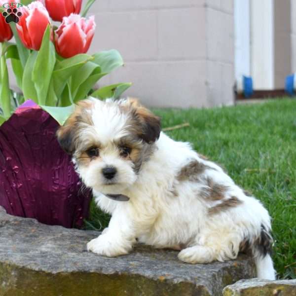 Chip, Teddy Bear Puppy
