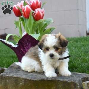 Chip, Teddy Bear Puppy