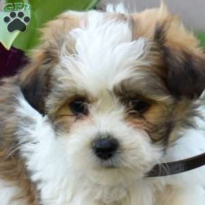 Chip, Teddy Bear Puppy