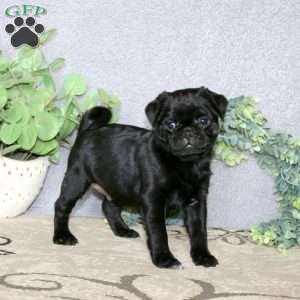 Chip, Pug Puppy