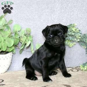 Chip, Pug Puppy