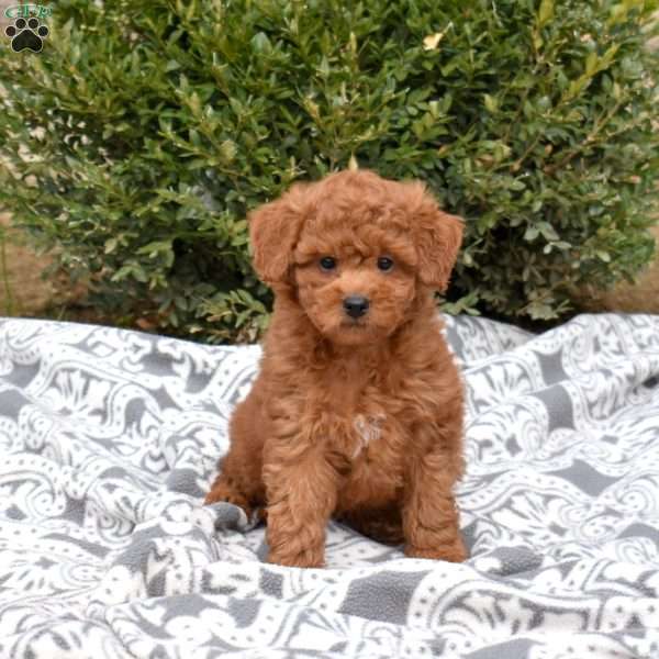 Chipper, Mini Goldendoodle Puppy