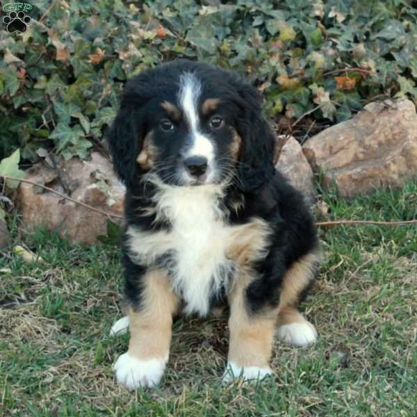 Chipper, Mini Bernedoodle Puppy