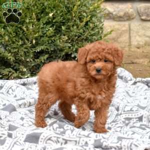 Chipper, Mini Goldendoodle Puppy