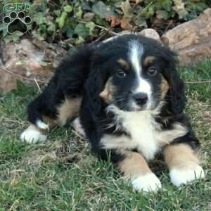 Chipper, Mini Bernedoodle Puppy