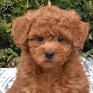 Chipper, Mini Goldendoodle Puppy