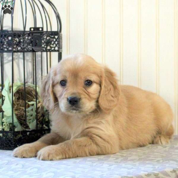 Chloe, Miniature Golden Retriever Puppy