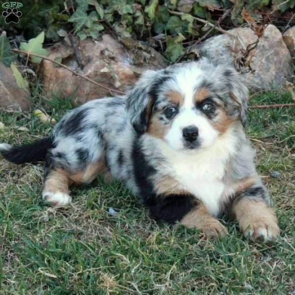 Chloe, Mini Bernedoodle Puppy