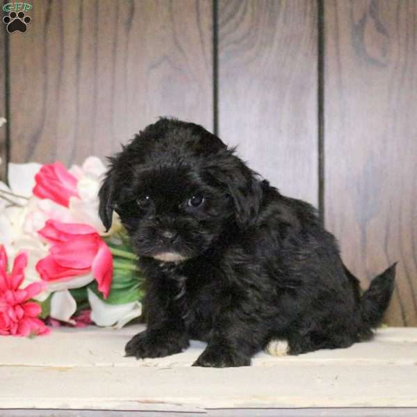 Chloe, Shih-Poo Puppy