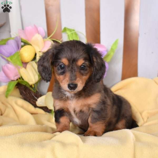 Chloe, Dachshund Puppy