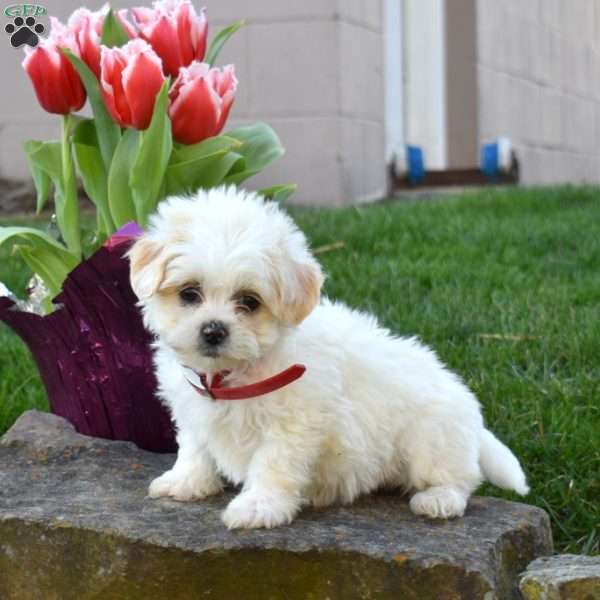 Chloe, Teddy Bear Puppy