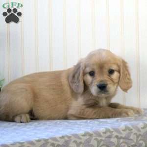 Chloe, Miniature Golden Retriever Puppy