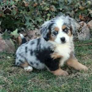 Chloe, Mini Bernedoodle Puppy