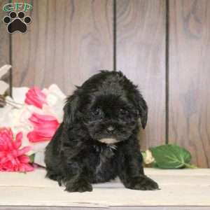 Chloe, Shih-Poo Puppy