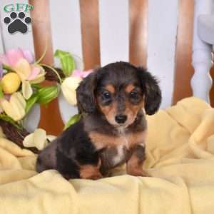 Chloe, Dachshund Puppy