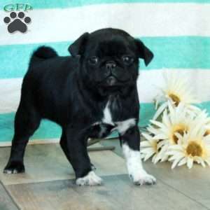 Chloe, Pug Puppy