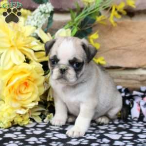 Chloe, Pug Puppy