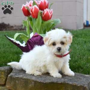 Chloe, Teddy Bear Puppy