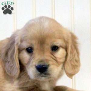 Chloe, Miniature Golden Retriever Puppy