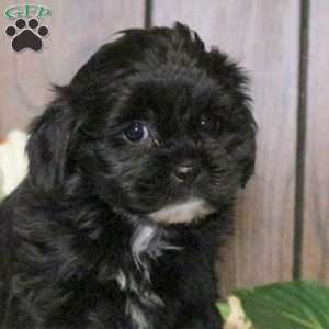 Chloe, Shih-Poo Puppy