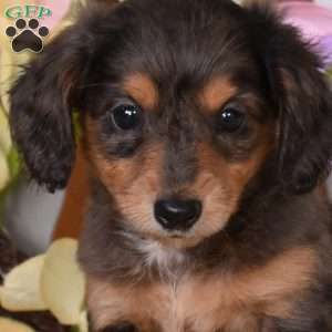 Chloe, Dachshund Puppy