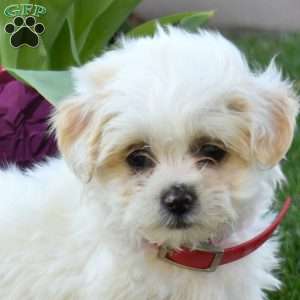 Chloe, Teddy Bear Puppy