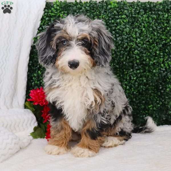 Chloe, Mini Bernedoodle Puppy