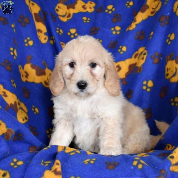 Chocolate, Goldendoodle Puppy
