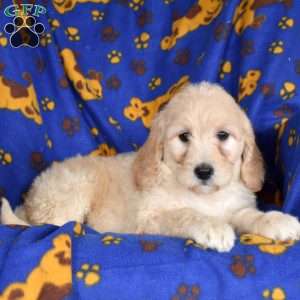 Chocolate, Goldendoodle Puppy