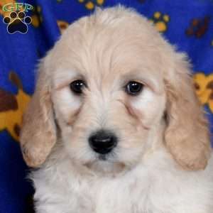 Chocolate, Goldendoodle Puppy