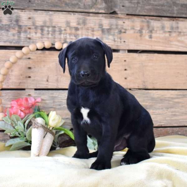 Chocolate Marshmallow, Boxador Puppy