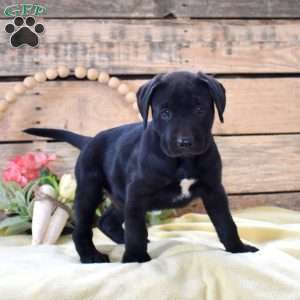 Chocolate Marshmallow, Boxador Puppy