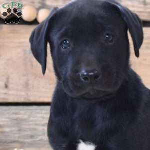 Chocolate Marshmallow, Boxador Puppy