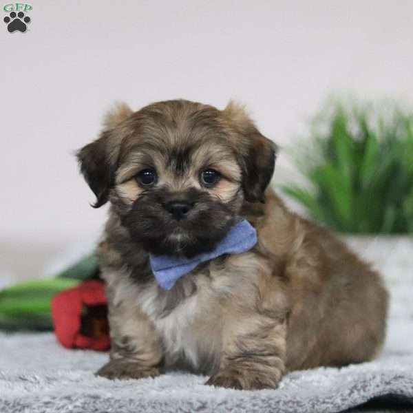 Christopher, Lhasa Apso Puppy