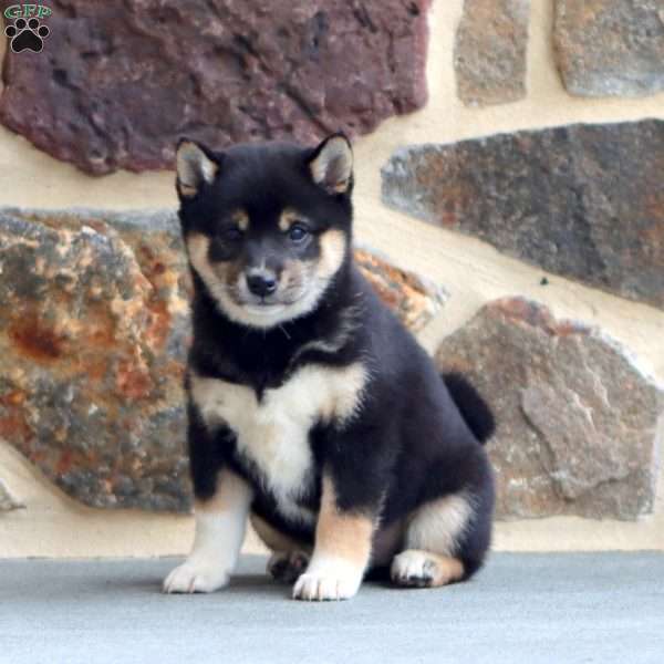 Cindy, Shiba Inu Puppy