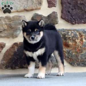Cindy, Shiba Inu Puppy