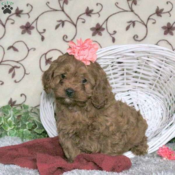 Cinnamon, Cavapoo Puppy