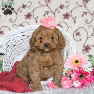 Cinnamon, Cavapoo Puppy