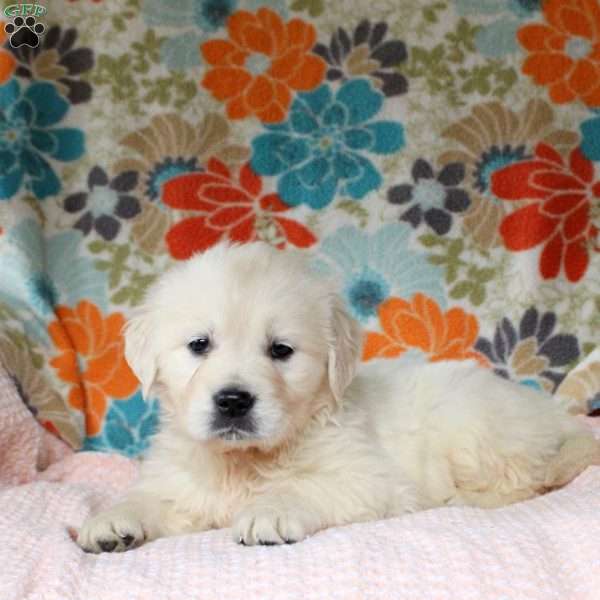 Clara, English Cream Golden Retriever Puppy
