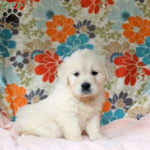 Clara, English Cream Golden Retriever Puppy