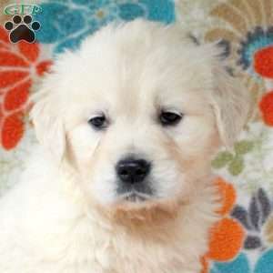Clara, English Cream Golden Retriever Puppy