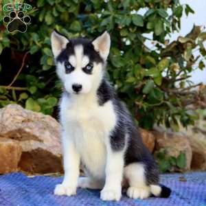Classy, Siberian Husky Puppy