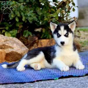 Classy, Siberian Husky Puppy