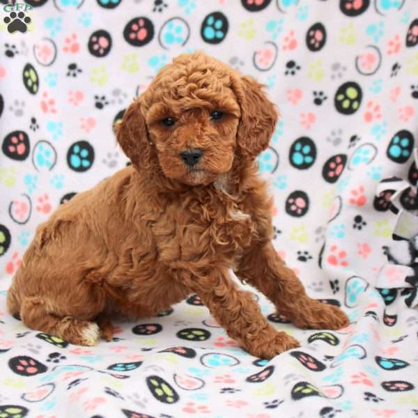 Clementine, Cavapoo Puppy