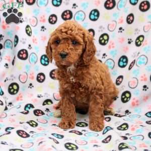 Clementine, Cavapoo Puppy