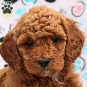 Clementine, Cavapoo Puppy