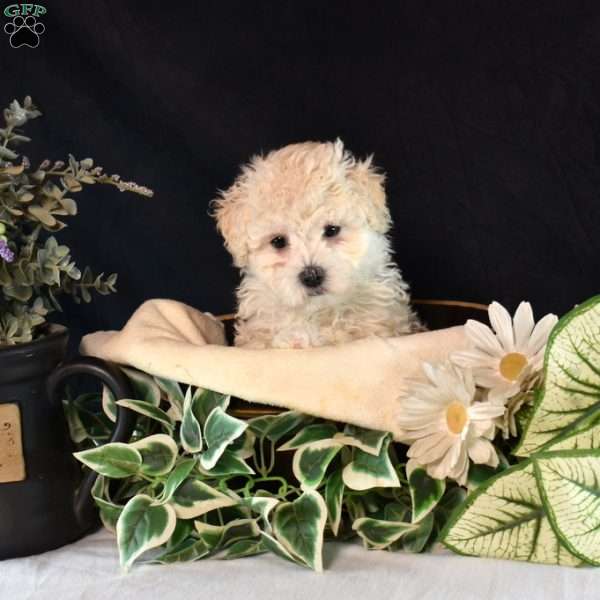 Clifford, Maltipoo Puppy