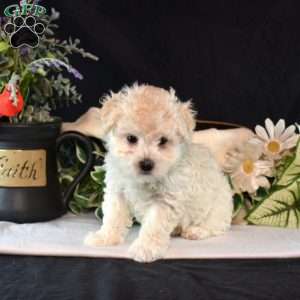 Clifford, Maltipoo Puppy